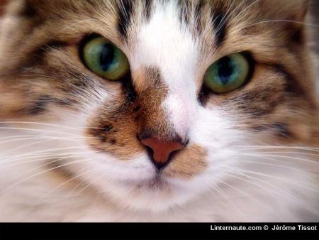 il a tro de bo yeux